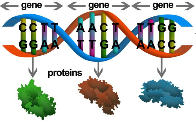 Genes Extraction